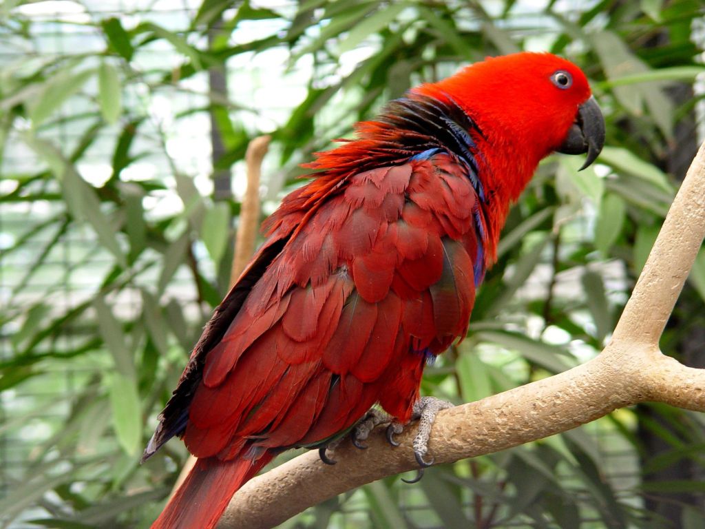Red Australian Parrot wallpaper