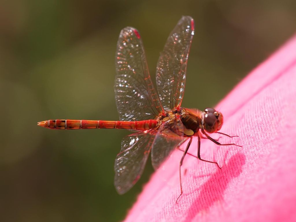 Red Dragonfly 3828 wallpaper