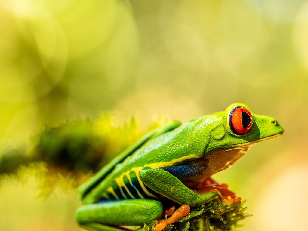 Red-eyed Frog wallpaper