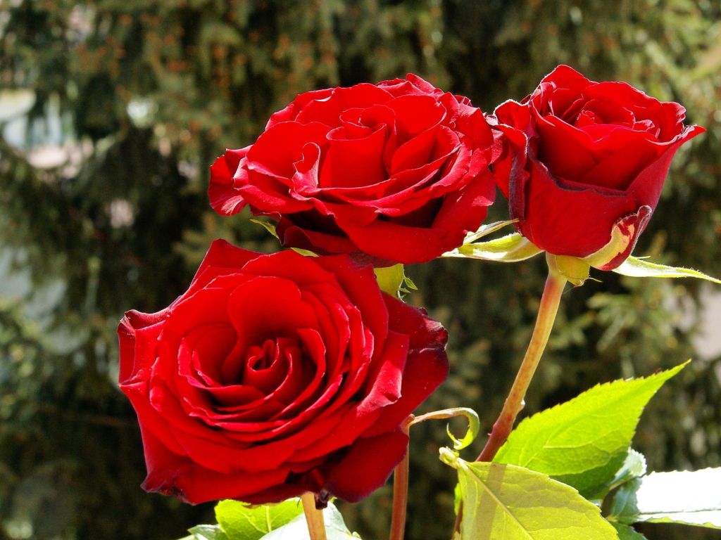 Red Flowers Roses Hd  wallpaper