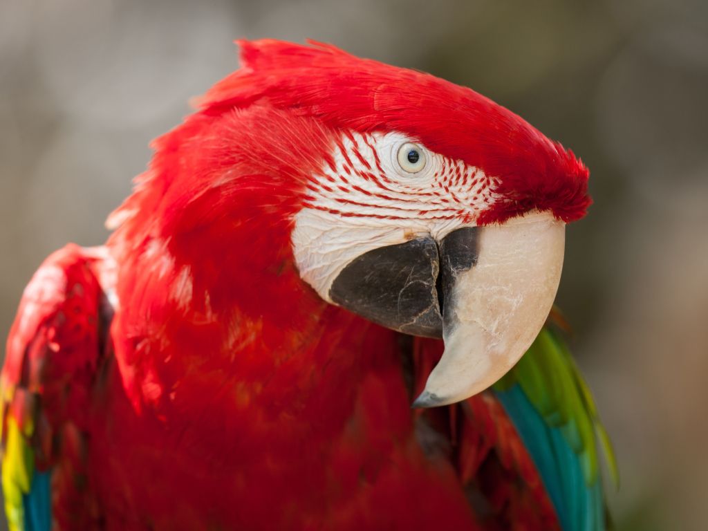 Red Green Macaw 4K wallpaper