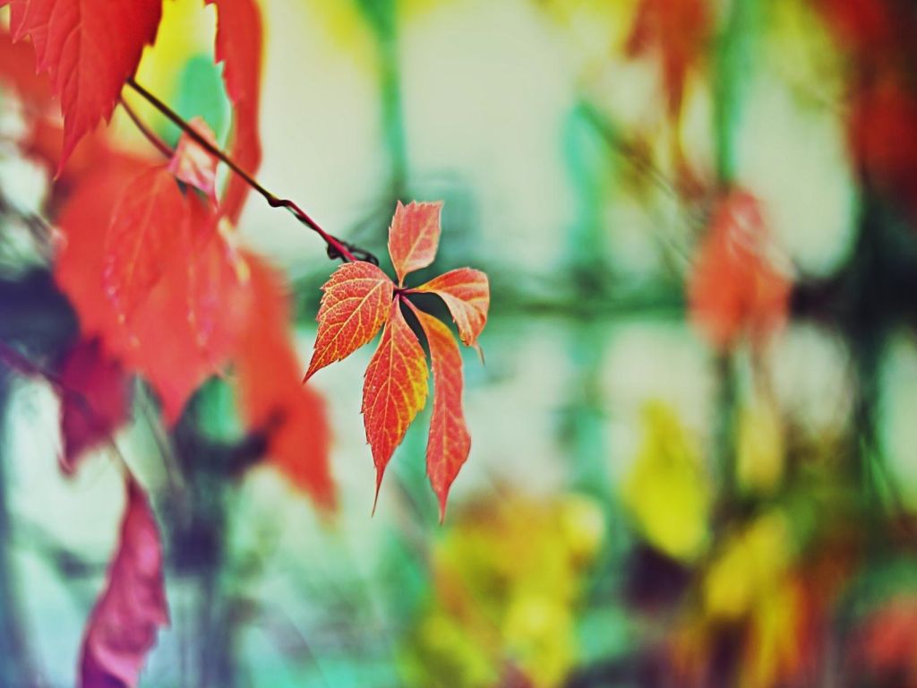 Red Leave With Yellow Lines wallpaper