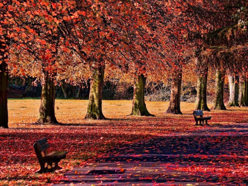 Red Leaves in The Park wallpaper
