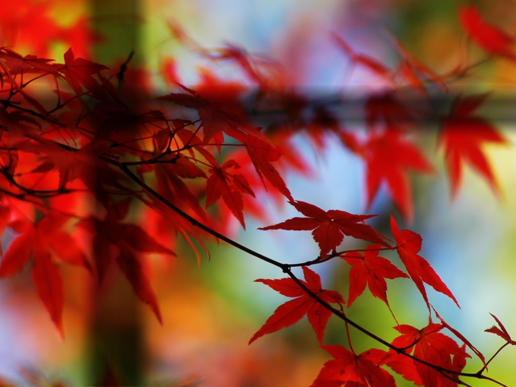 Red Nature wallpaper