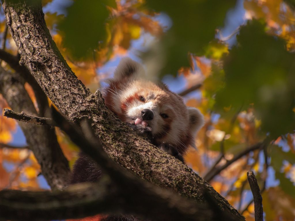 Red Panda Hiding Up in the Trees wallpaper