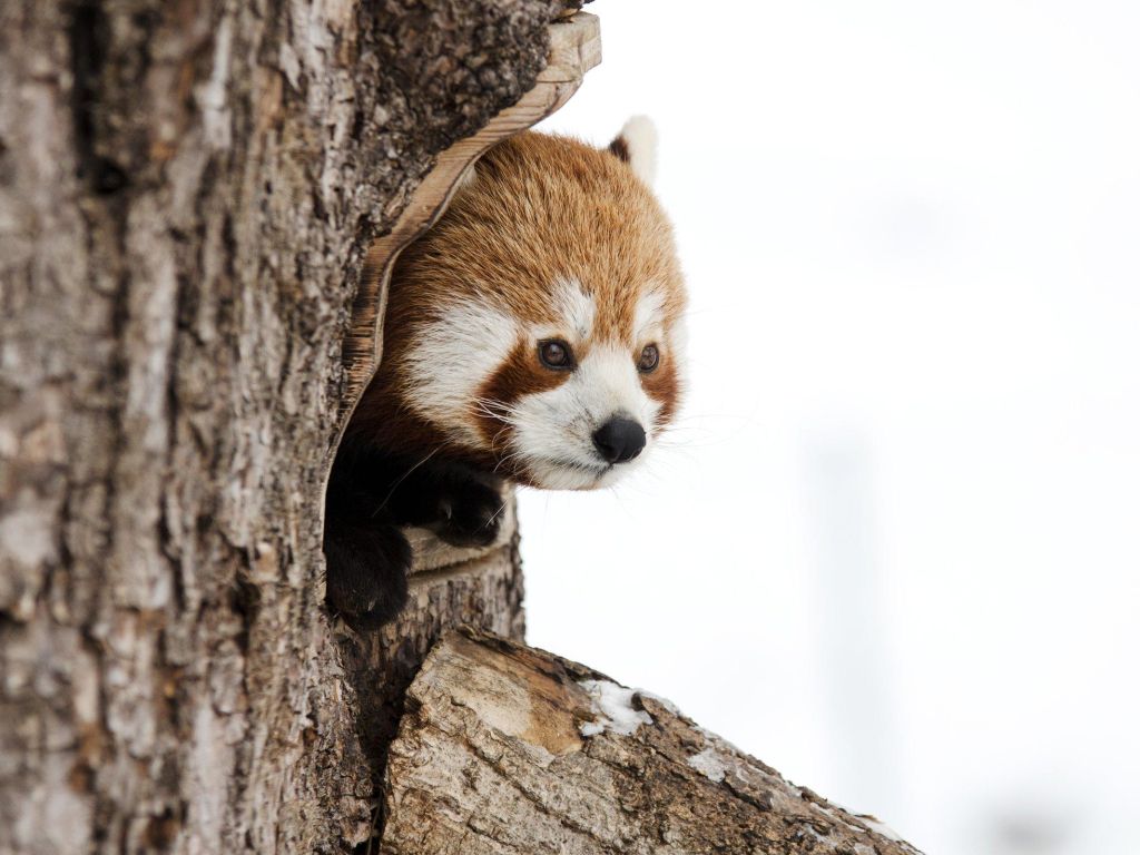 Red Panda Searching for You wallpaper