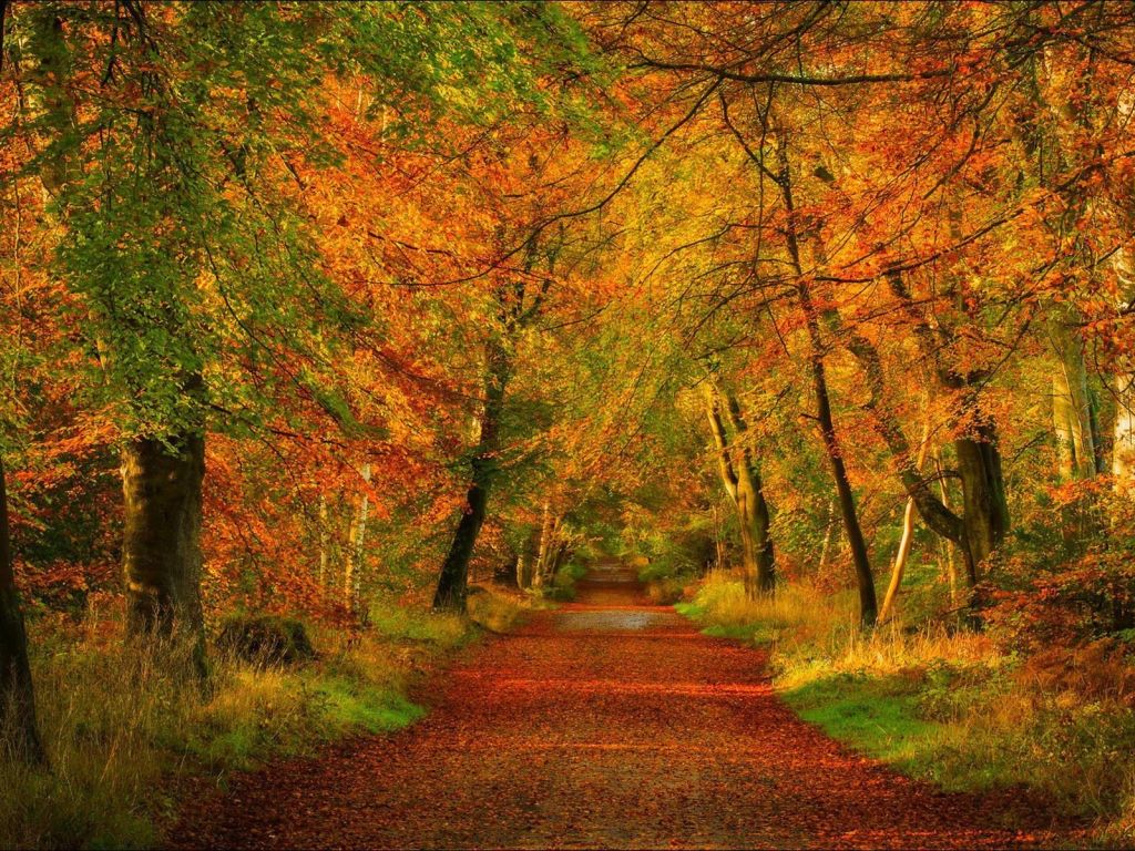 Red Path Through The Forest wallpaper