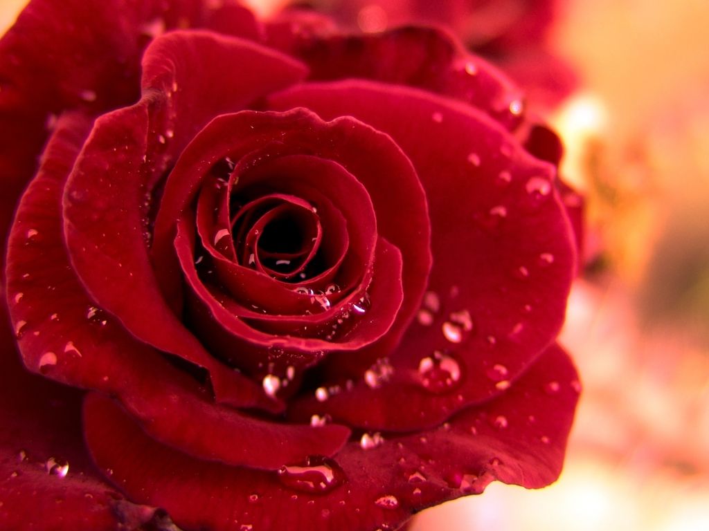 Beautiful Red Rose 11345 wallpaper