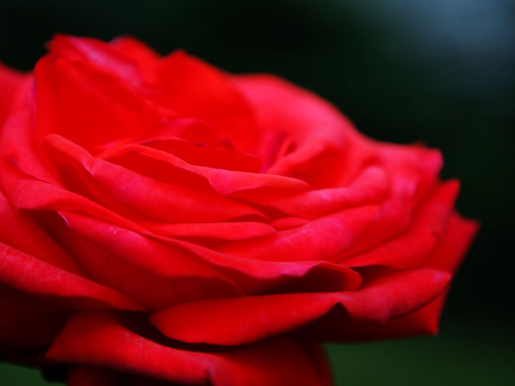 Red Rose Flower 11362 wallpaper
