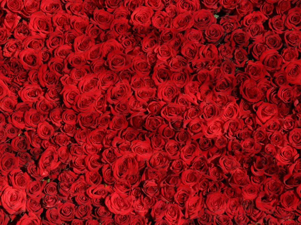 Red Rose Flowers for Desktop wallpaper