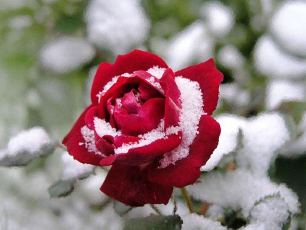 Red Rose In Snow wallpaper