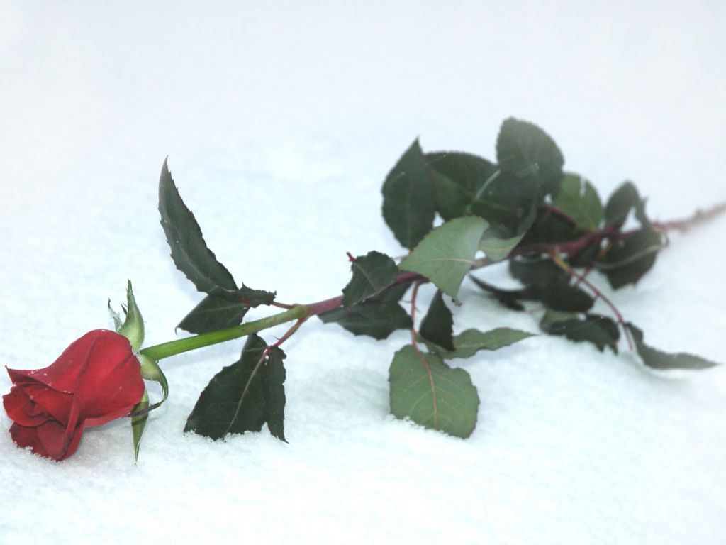 Red Rose in the Snow wallpaper