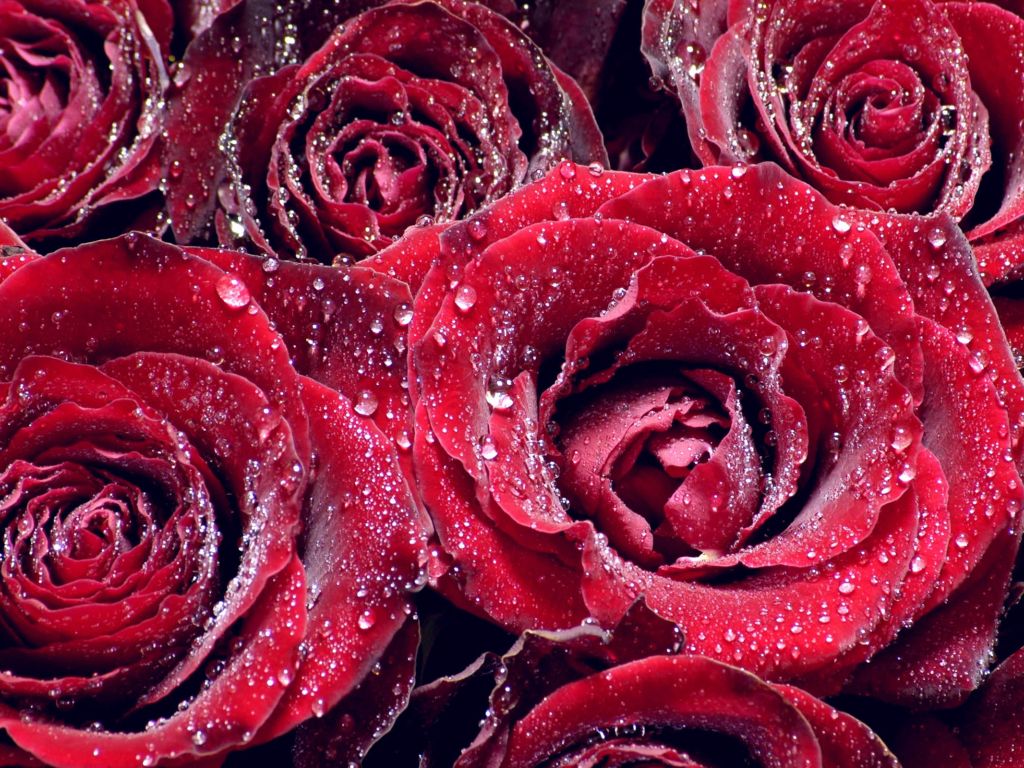 Red Roses Water wallpaper