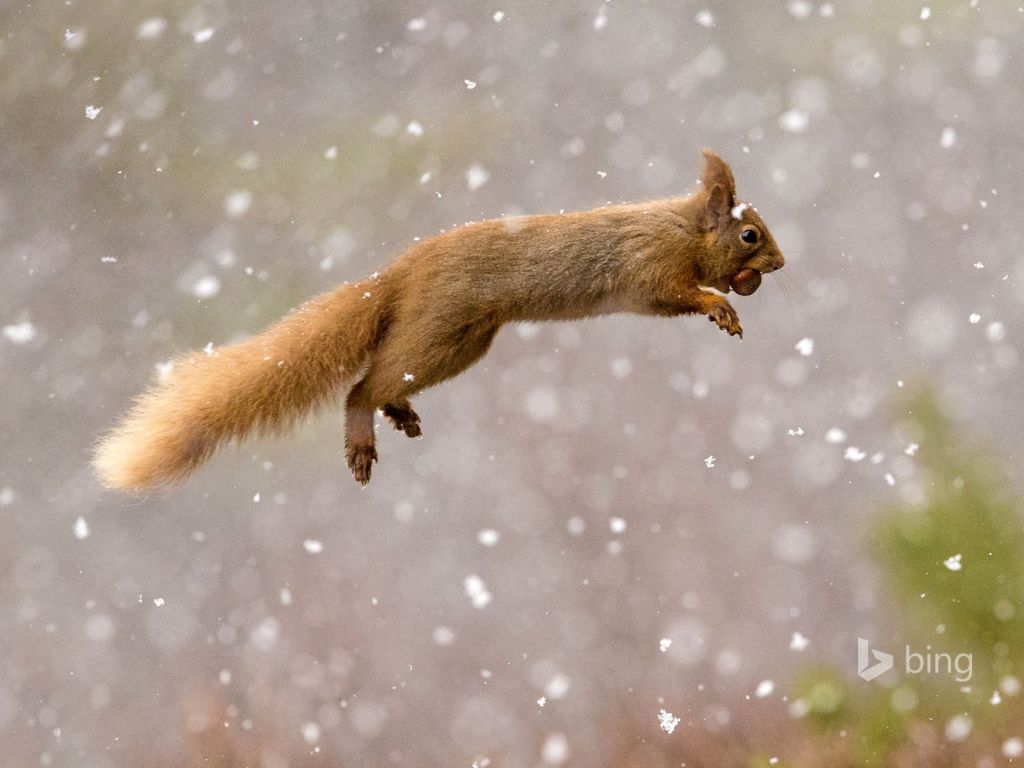 Red Squirrel 14519 wallpaper