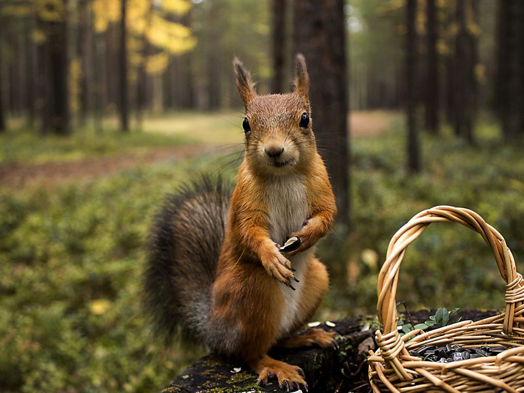 Red Squirrel 29793 wallpaper