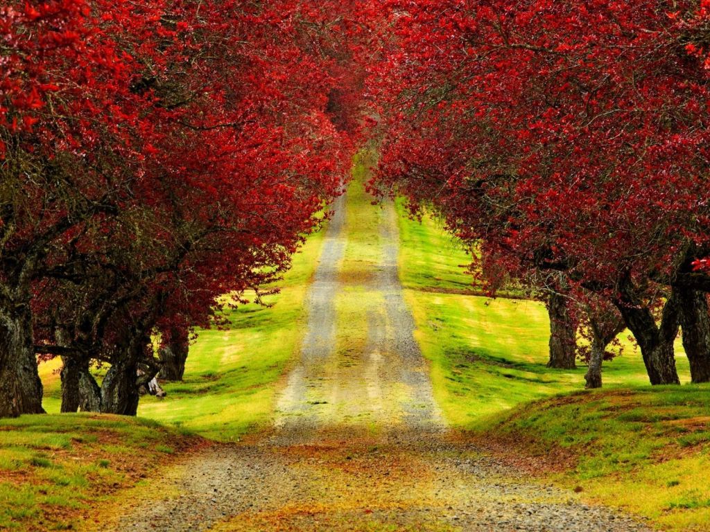 Red Trees wallpaper