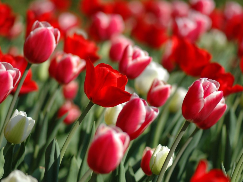 Red Tulips in Spring wallpaper