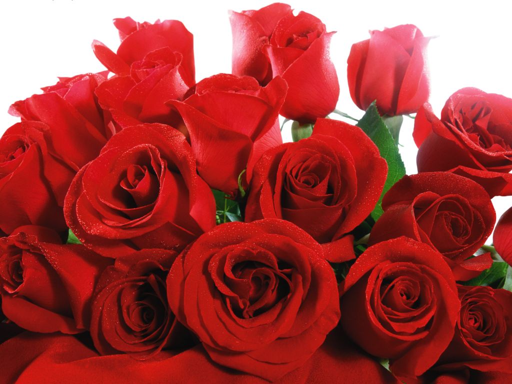 Red Valentines Roses wallpaper