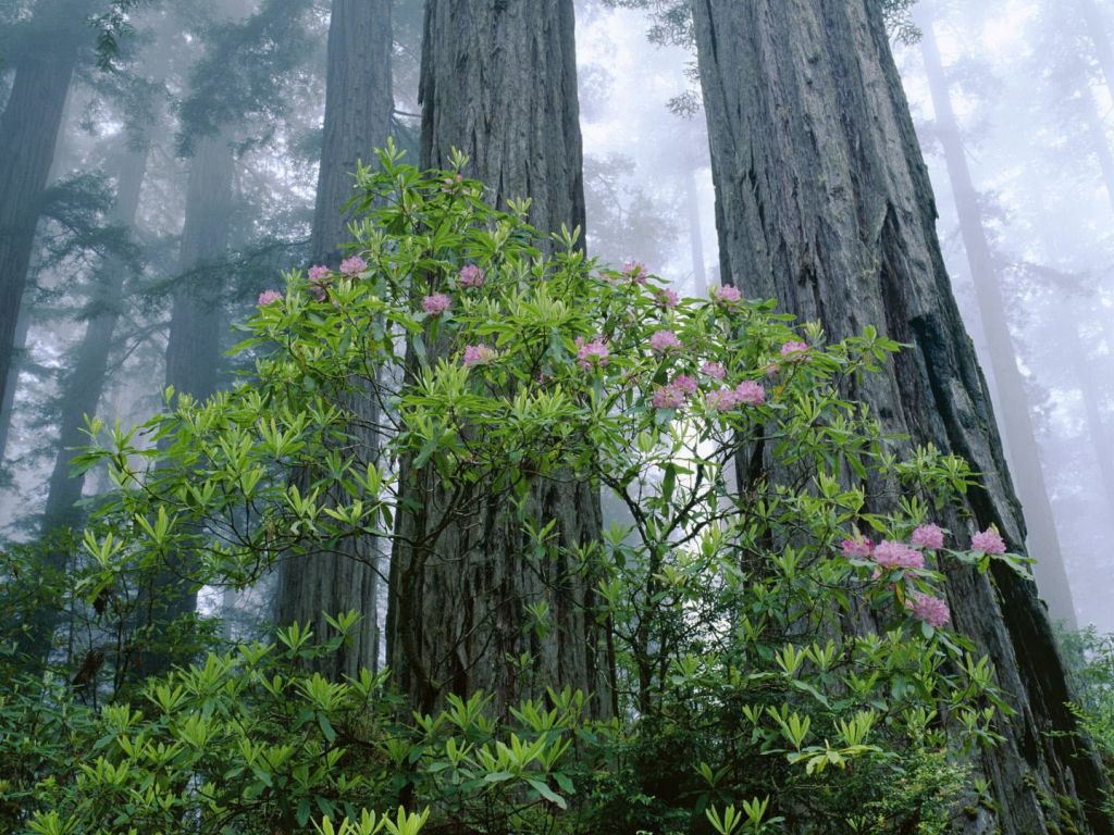 Redwood National Park Beautifull HD wallpaper
