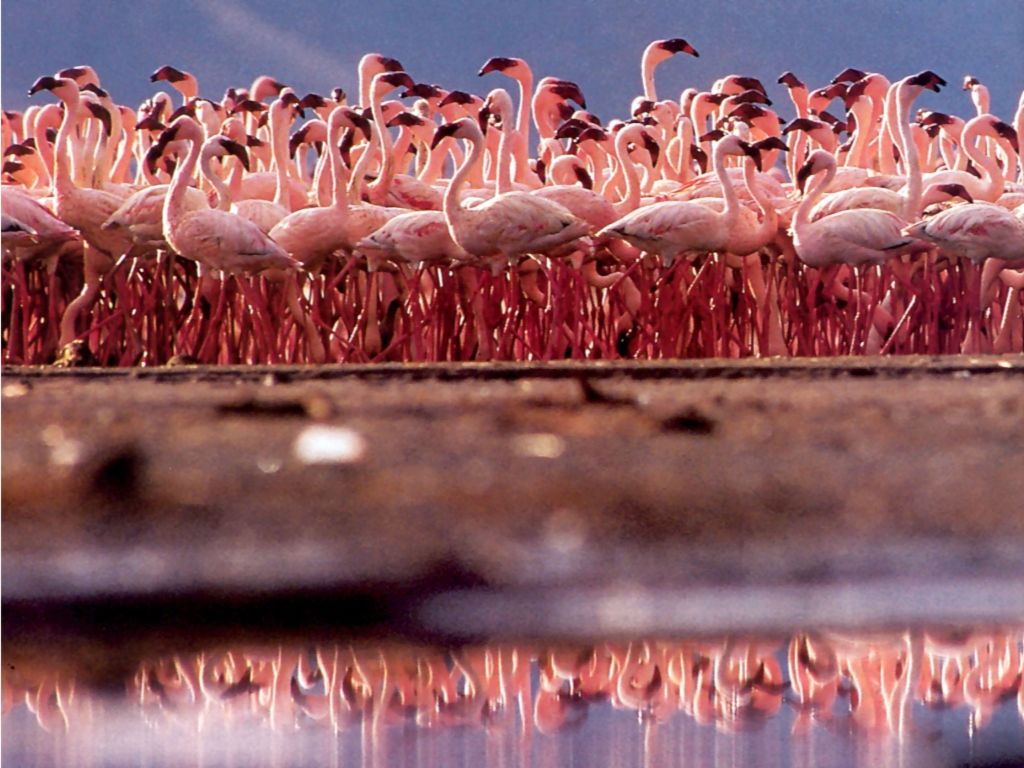 Reflections Flamingos wallpaper