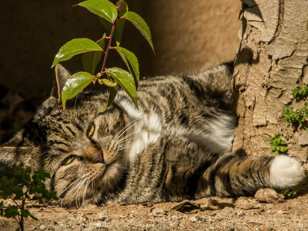 Relaxing Cat Trees wallpaper