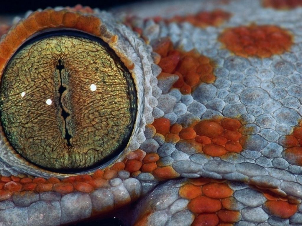 Reptile Eyes wallpaper