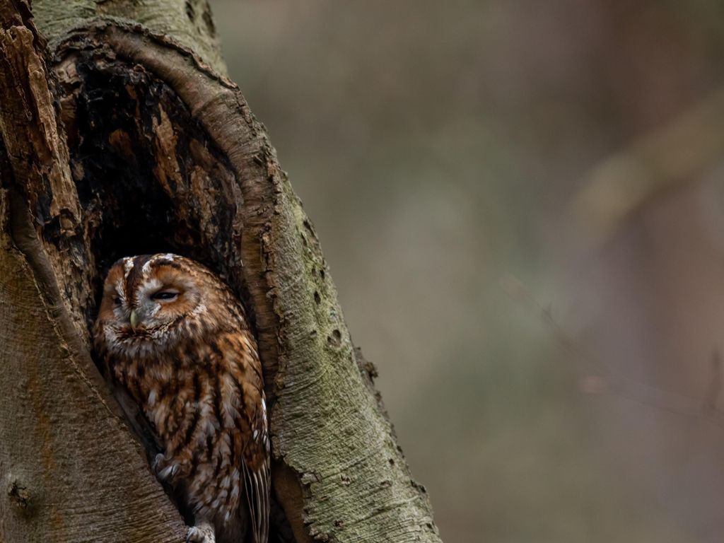 Resting Owl in a Tree wallpaper