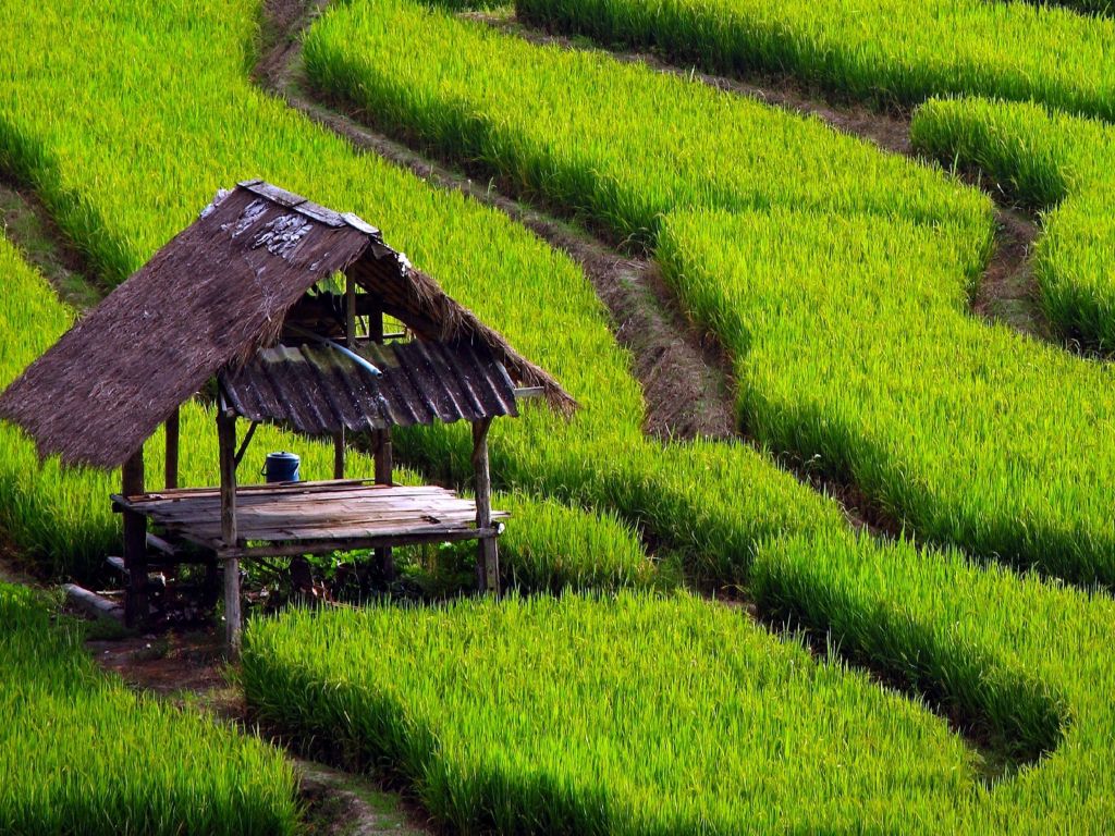 Rice Field Landscape wallpaper