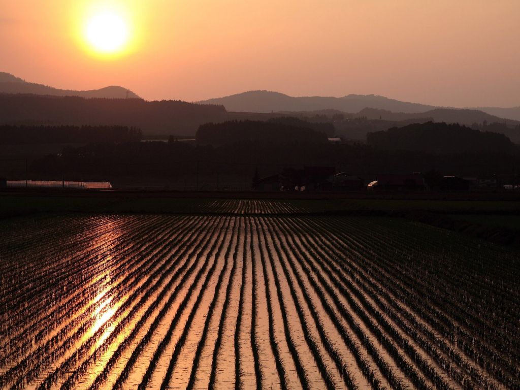Rice Fields Sunset wallpaper