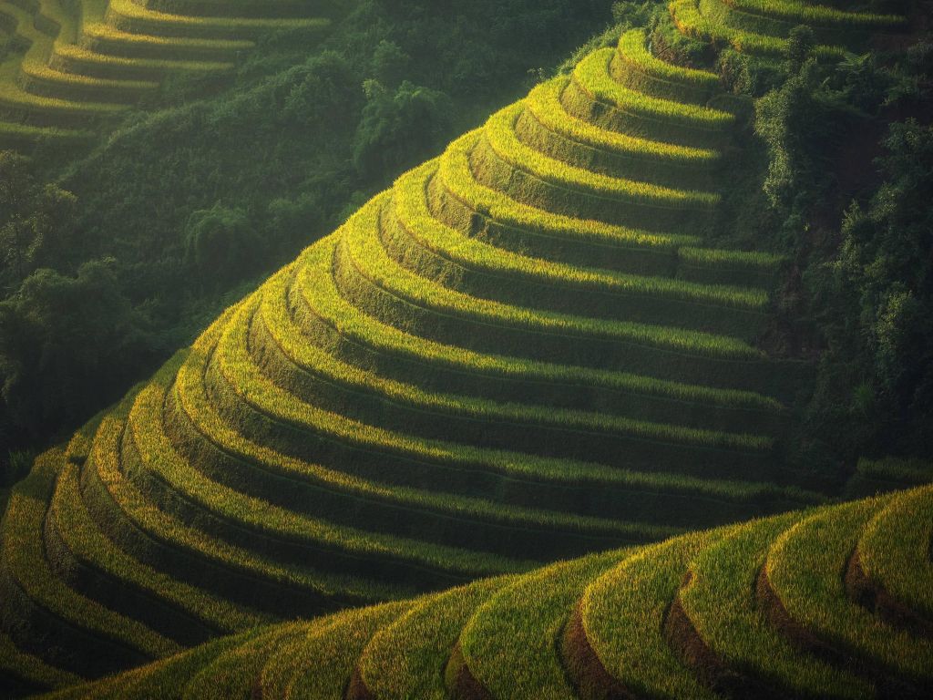 Rice Terraces Bali Indonesia wallpaper