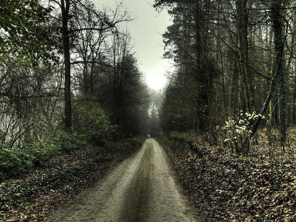 Road in The Forest wallpaper