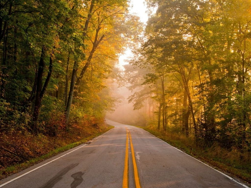 Road Through Misty Autumn Forest wallpaper