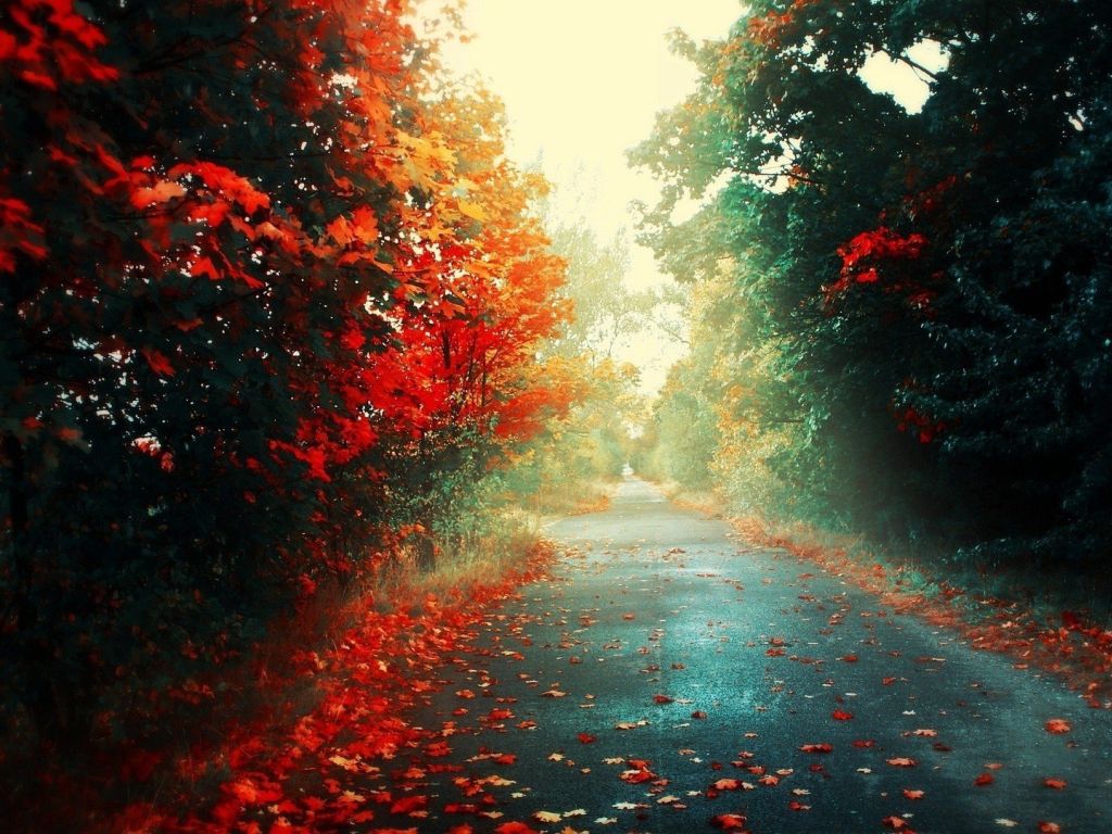 Road Through Red Forest 19146 wallpaper