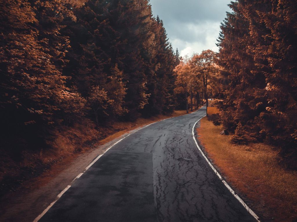 Road Through the Forest wallpaper