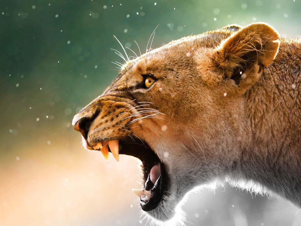 Roaring Lioness wallpaper