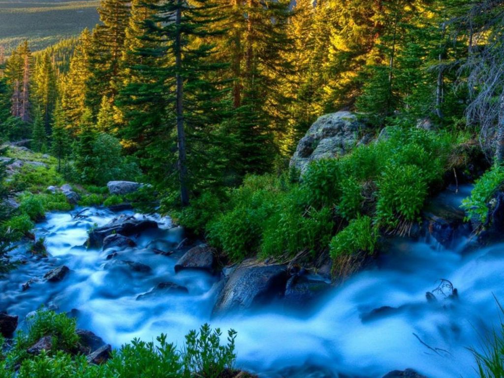 Rocky Forest River Rapids Nature wallpaper