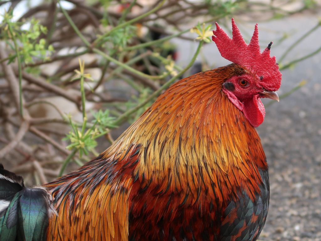 Rooster wallpaper
