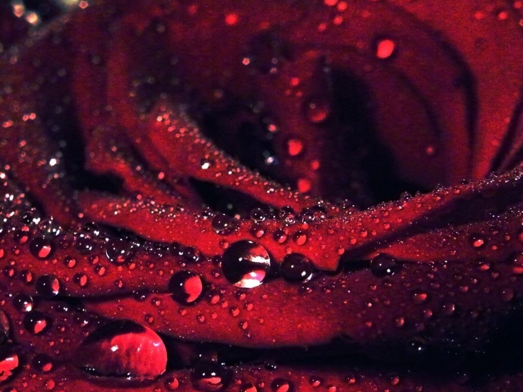 Rose 1080p Flowers Hd For Desktop wallpaper