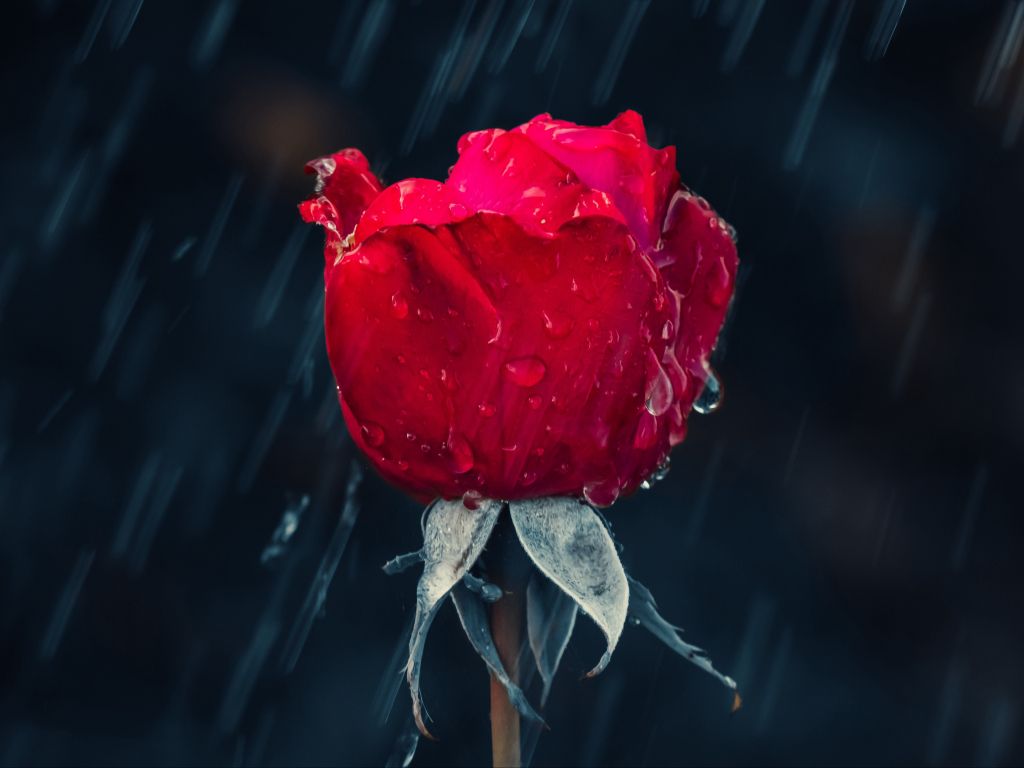Rose Rain wallpaper