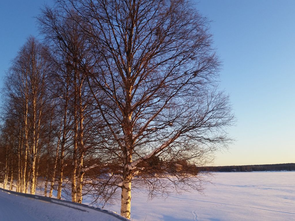 Row of Naked Treed Next to a Completely Frozen Lake Finland wallpaper
