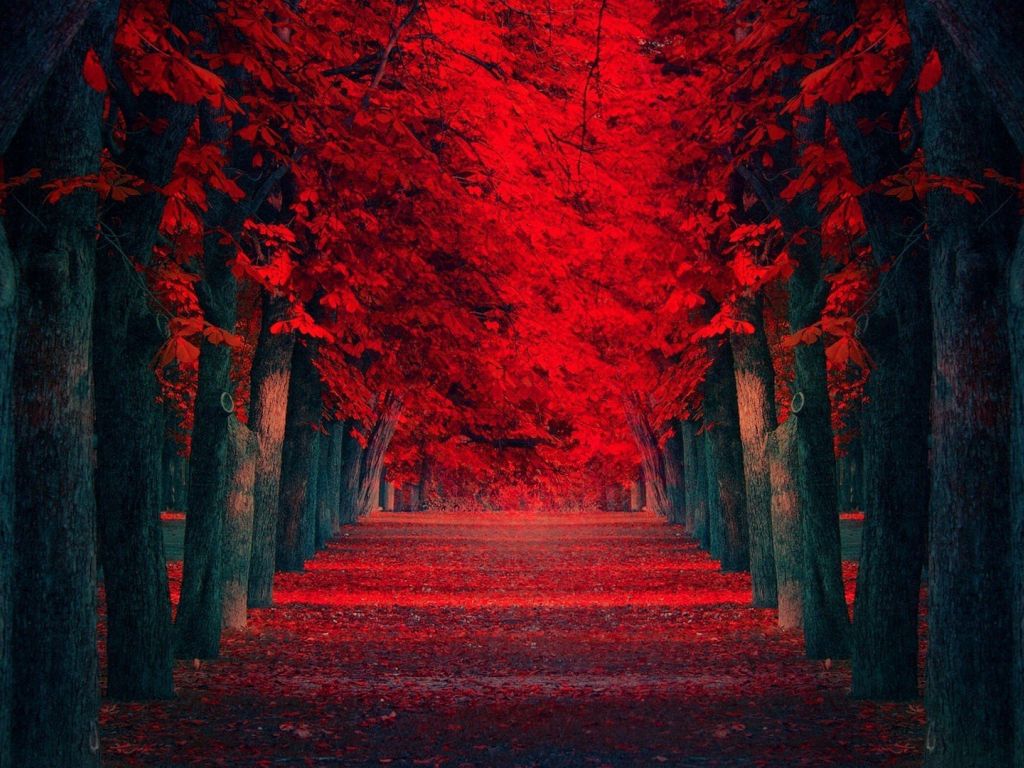 Row of Red Trees wallpaper
