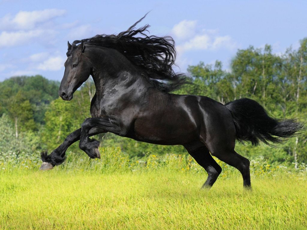 Running Black Horse wallpaper