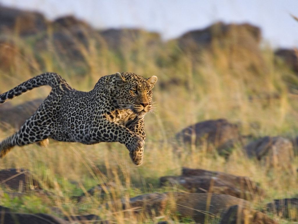 Running Cheetah wallpaper