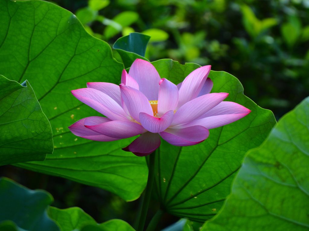 Sacred Lotus Nelumbo Nucifera Known As Indian Lotus Holy Lotus Beans From India Or Egyptian Bean Water Plants In The Nelumbonaceae Family wallpaper