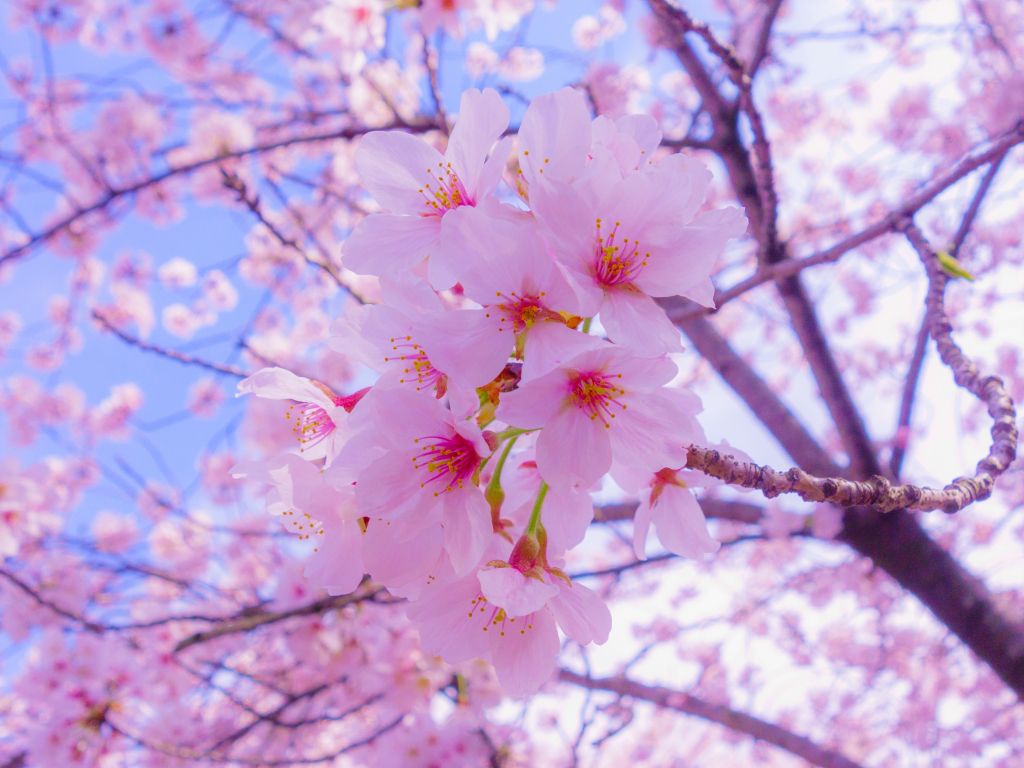Sakura Flowers wallpaper