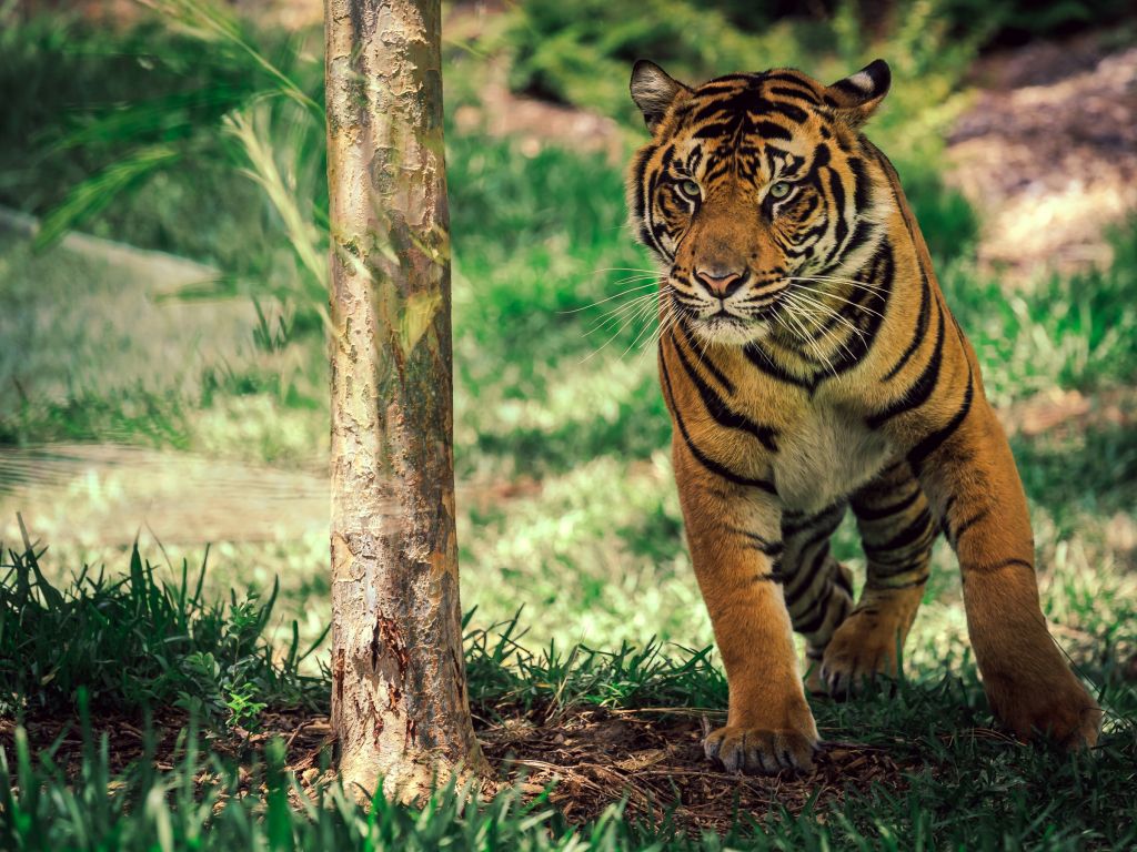 Savanna Tiger Wildlife wallpaper