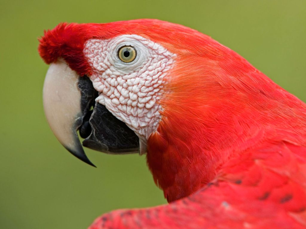 Scarlet Macaw Portrait Amazon wallpaper