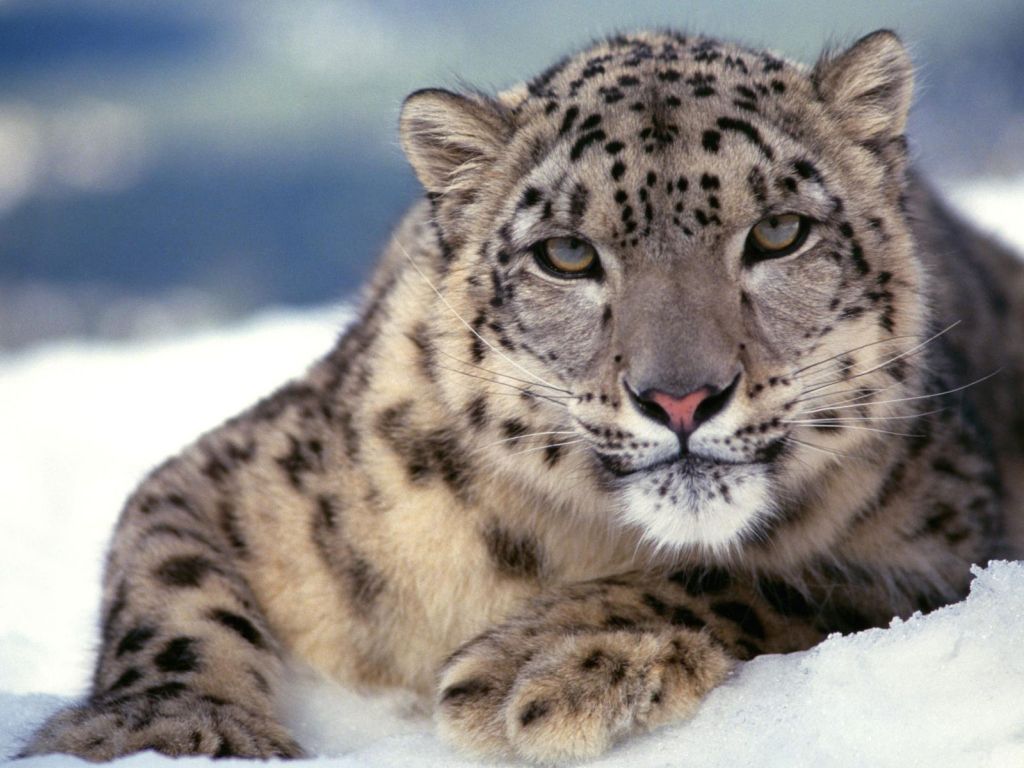 Scary Snow Leopard wallpaper