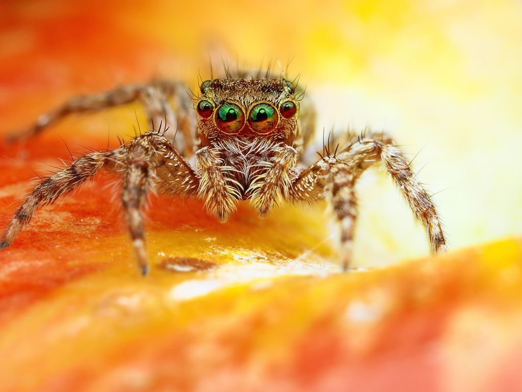 Scary Spider wallpaper