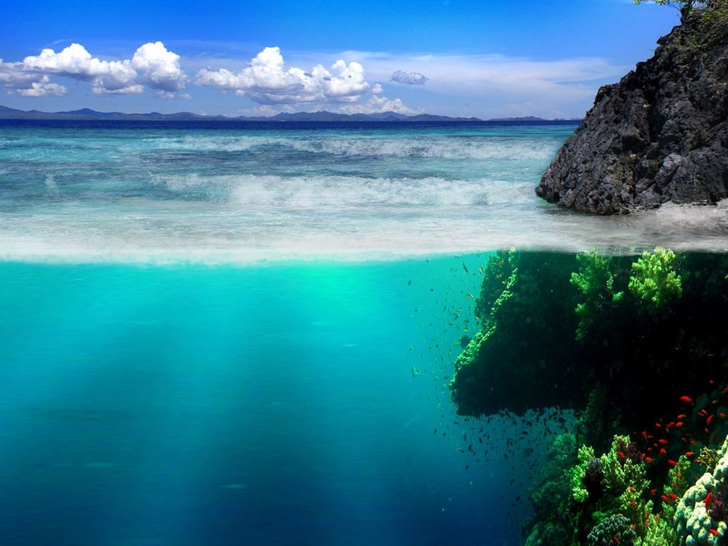 Sea Coast Rocks Underwater World Vegetation Fish wallpaper